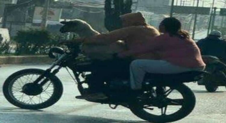 Captan a dos personas viajando con un borrego en motocicleta en Hidalgo