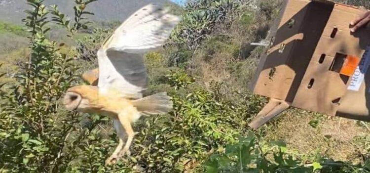 Liberan fauna silvestre en Hidalgo para su reintegración a la naturaleza