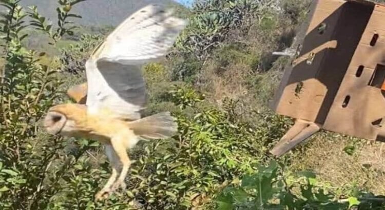Liberan fauna silvestre en Hidalgo para su reintegración a la naturaleza