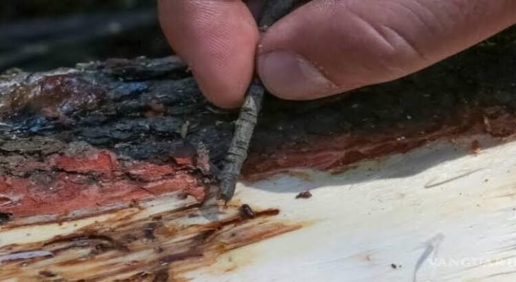 Advierten por presencia de plaga en bosques de Hidalgo; gusano descortezador ya afecta más de mil hectáreas
