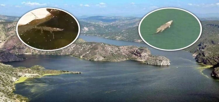 Captan enorme cocodrilo en presa de Hidalgo y genera temor entre pobladores Captan enorme cocodrilo en presa de Hidalgo y genera temor entre pobladores