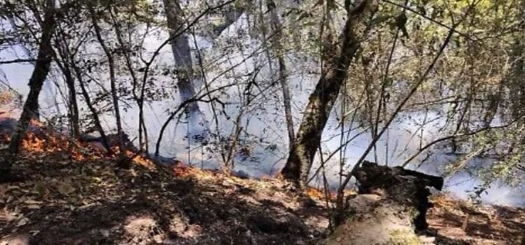 Por esta razón no puedes hacer fogatas en bosques de Hidalgo