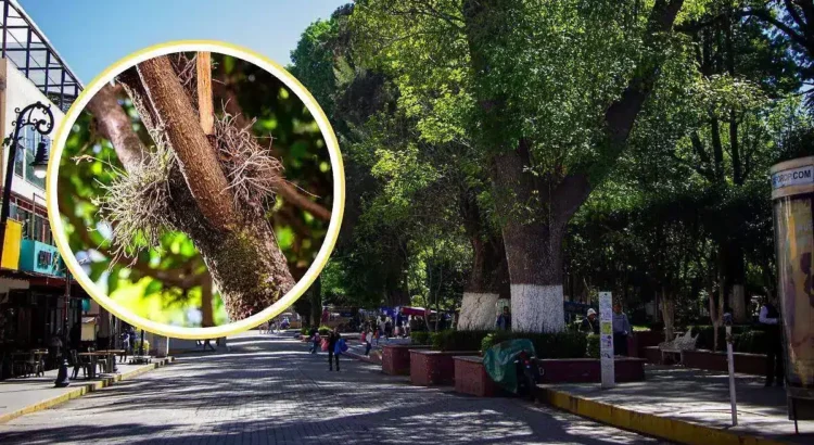 Árboles retirados por daños en Tulancingo