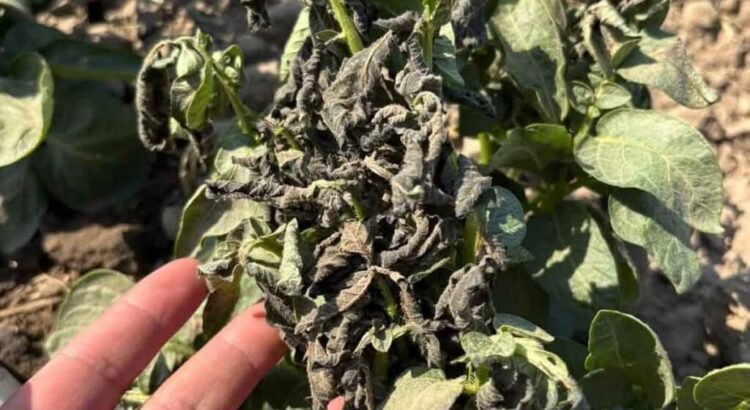 Heladas atípicas causaron daños a cultivos de Tulancingo