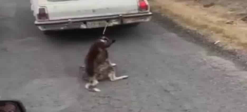 Captan crueldad animal contra perrito que fue atado a defensa de auto en Hidalgo