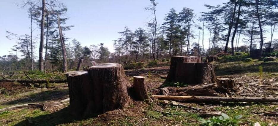Plagas forestales se multiplican en Hidalgo; más de 8 mil hectáreas afectadas Plagas forestales se multiplican en Hidalgo; más de 8 mil hectáreas afectadas