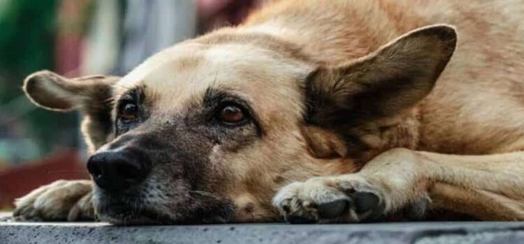 Preocupan casos de maltrato animal en Hidalgo