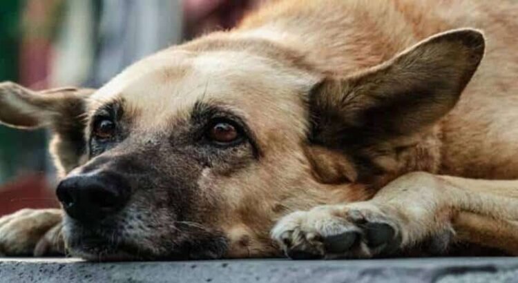 Preocupan casos de maltrato animal en Hidalgo
