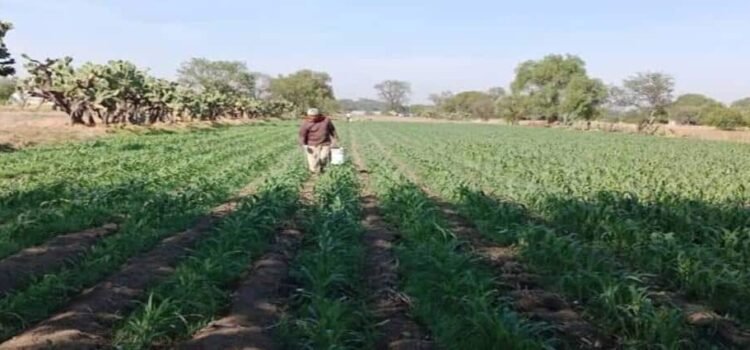 Aumenta Hidalgo producción de maíz y frijol 25% en 2024