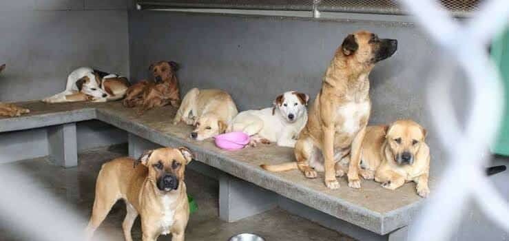 Implementan la disposición cero eutanasia a perros, en Tulancingo