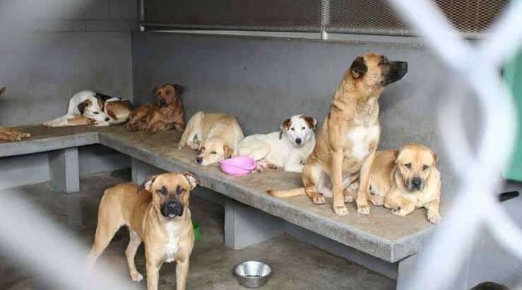 Implementan la disposición cero eutanasia a perros, en Tulancingo