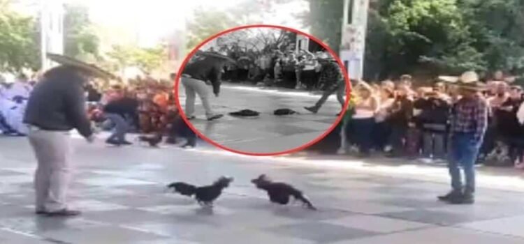 Denuncian supuesta pelea de gallos al interior de una primaria en Hidalgo