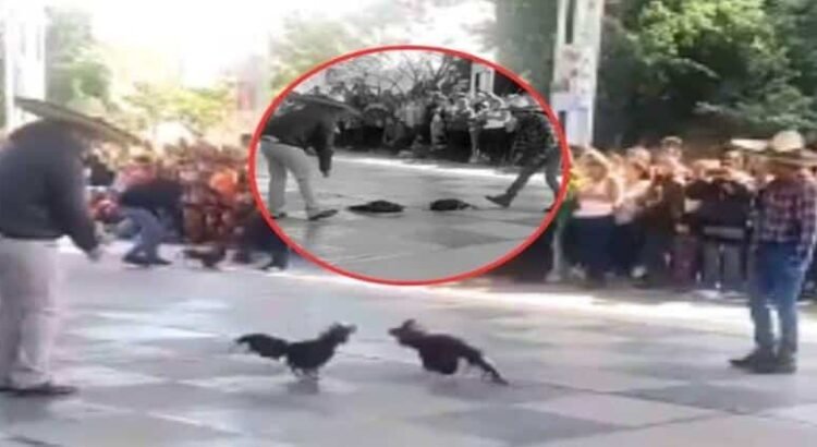 Denuncian supuesta pelea de gallos al interior de una primaria en Hidalgo Denuncian supuesta pelea de gallos al interior de una primaria en Hidalgo