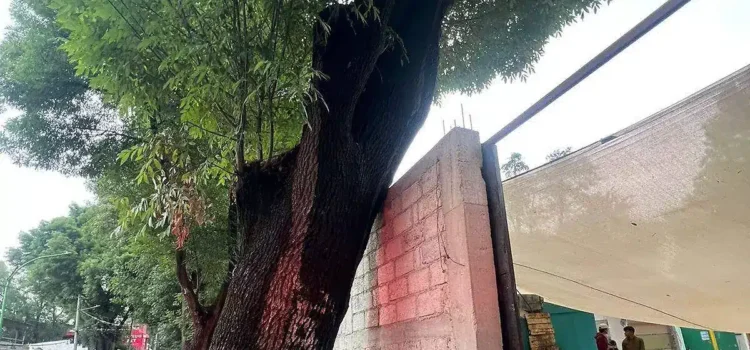 Colapso de árbol en Tulancingo genera alerta y acciones preventivas