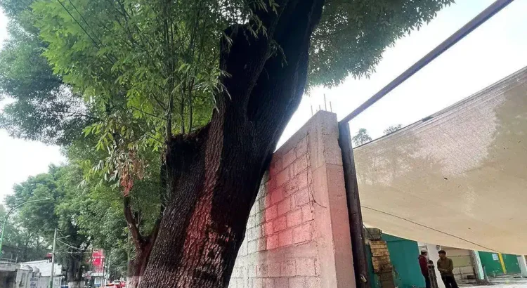 Colapso de árbol en Tulancingo genera alerta y acciones preventivas