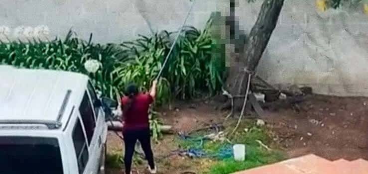 Denuncian maltrato animal en Tulancingo; mujer colgó a un perro de un árbol
