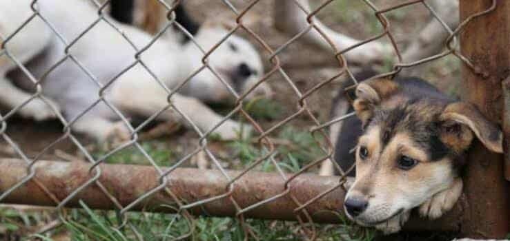 Tulancingo acumula 80 denuncias por maltrato animal en lo que va de 2025