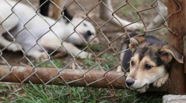 Tulancingo acumula 80 denuncias por maltrato animal en lo que va de 2025