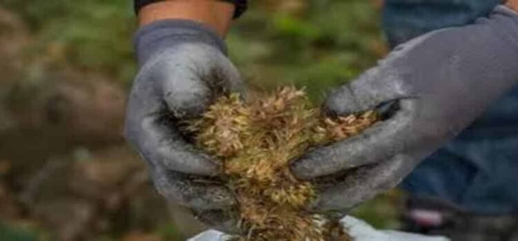 Cultivos de temporal se verán beneficiados por lluvias en Hidalgo