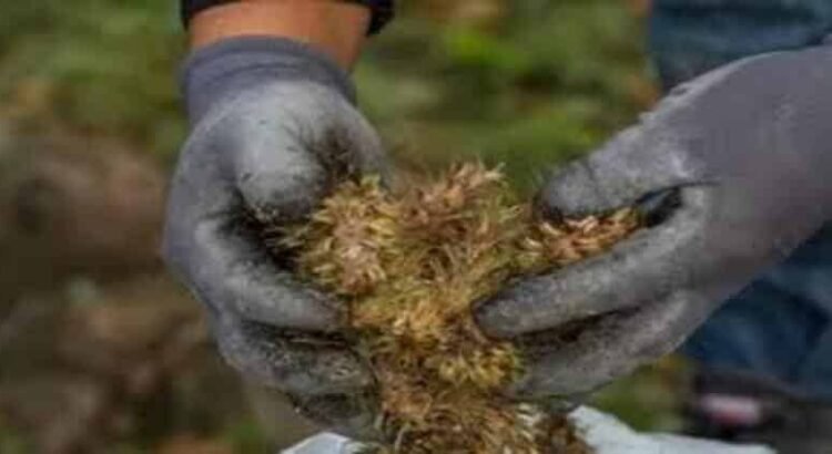 Cultivos de temporal se verán beneficiados por lluvias en Hidalgo