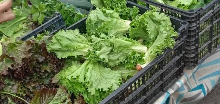 Verduras baby conquistan el tianguis de Tulancingo con sabor y frescura Verduras baby conquistan el tianguis de Tulancingo con sabor y frescura