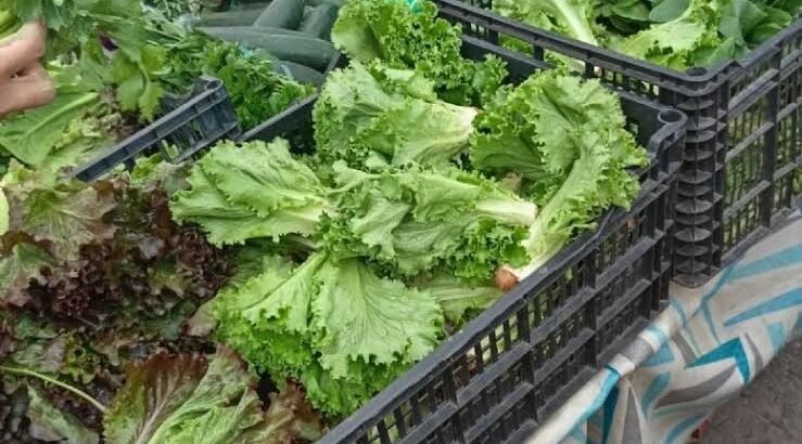 Verduras baby conquistan el tianguis de Tulancingo con sabor y frescura