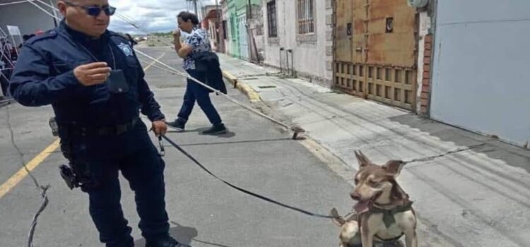 Se llama Capuchino y es agente canino de la policía de Hidalgo