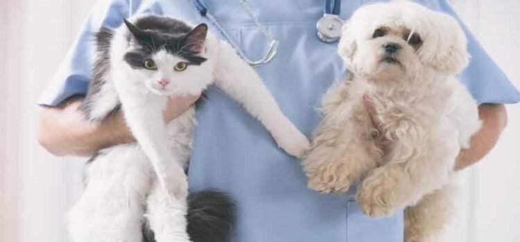 Tulancingo destaca en esterilización canina Tulancingo destaca en esterilización canina