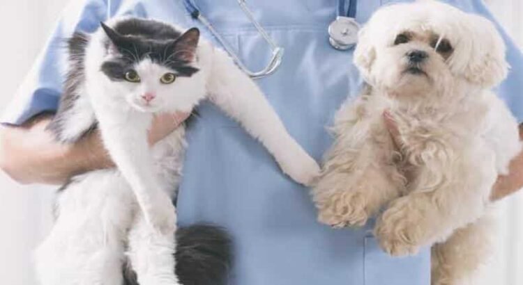 Tulancingo destaca en esterilización canina