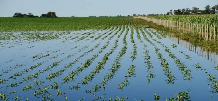 Gobierno de Hidalgo destina 120 millones para apoyar a productores por lluvias Gobierno de Hidalgo destina 120 millones para apoyar a productores por lluvias