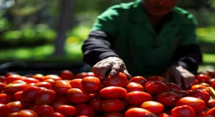 Incremento de arancel al jitomate inquieta en Hidalgo