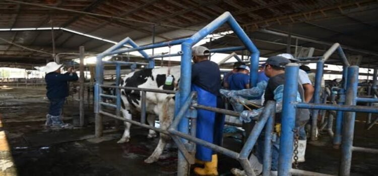 Sin casos de gusano barrenador en Hidalgo; refuerzan acciones preventivas