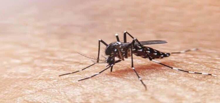 Siguen las licitaciones en Hidalgo para adquirir insumos contra el dengue