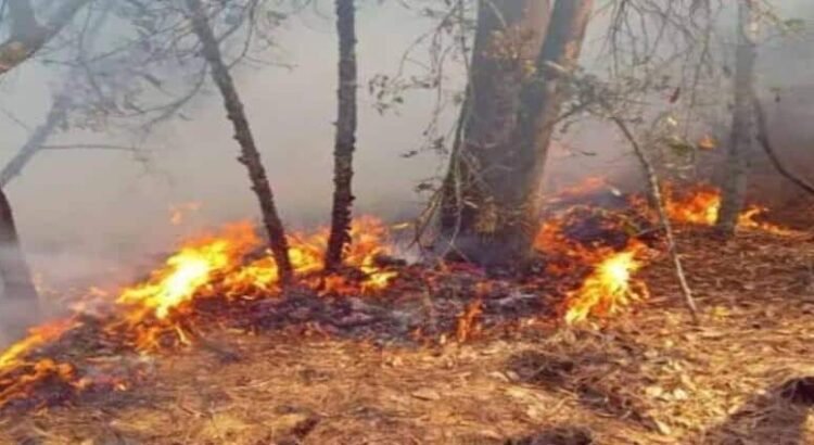Hidalgo registró 146 incendios forestales durante el primer semestre de 2025