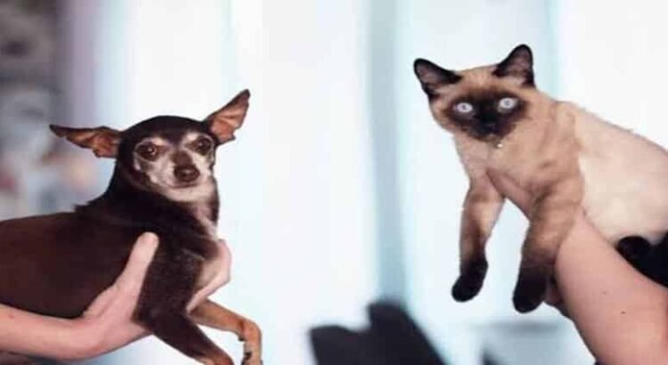 Hidalgo reconoce a los animales como seres sintientes