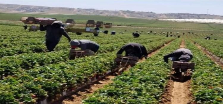 Vinculan a 500 jornaleros hidalguenses con empresas agrícolas en otros estados