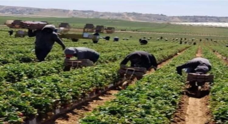 Vinculan a 500 jornaleros hidalguenses con empresas agrícolas en otros estados