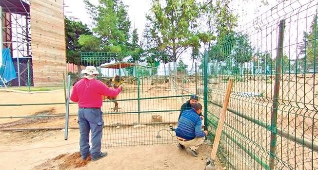 Continúan mejoras al interior del Zoológico de Tulancingo