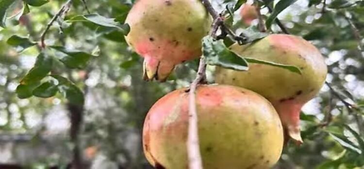 En Hidalgo se producen casi 100 mil toneladas de fruta al año