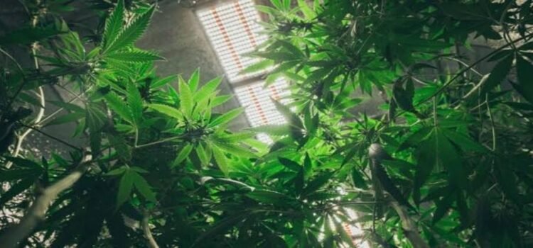 En cateo FGR asegura plantas de marihuana en Tizayuca, Hidalgo