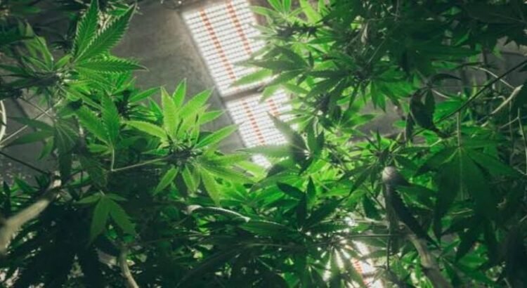 En cateo FGR asegura plantas de marihuana en Tizayuca, Hidalgo