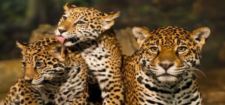 Censo Nacional del Jaguar arroja una población mínima de esta especie en Hidalgo