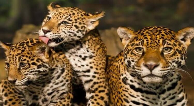 Censo Nacional del Jaguar arroja una población mínima de esta especie en Hidalgo