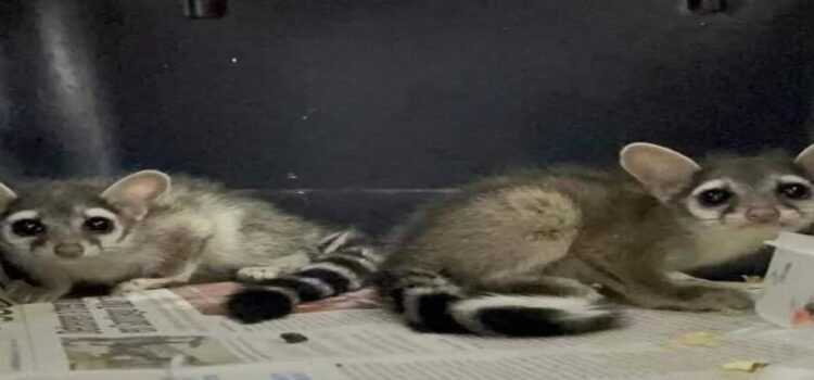 Rescatan a 2 cacomixtles en Hidalgo; los entregan a Semarnath