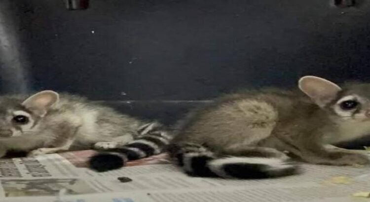Rescatan a 2 cacomixtles en Hidalgo; los entregan a Semarnath