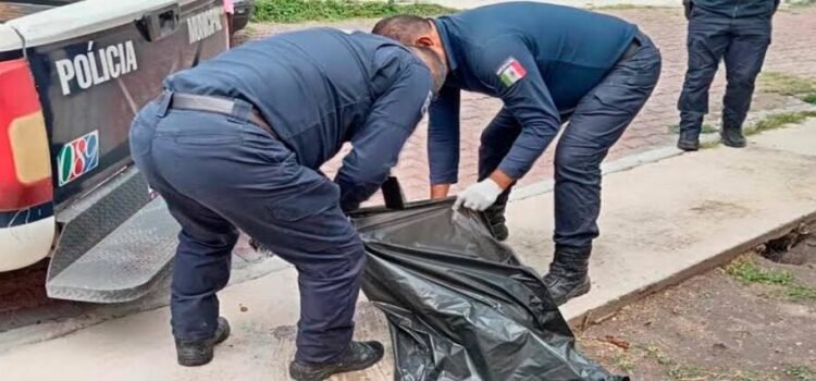 Denuncian envenenamiento de perros en Hidalgo; hallan cuatro muertos