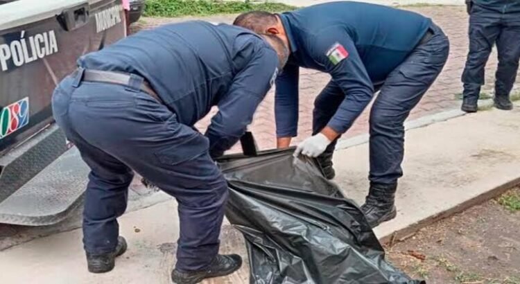 Denuncian envenenamiento de perros en Hidalgo; hallan cuatro muertos