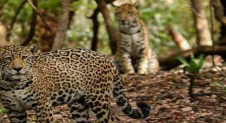 Comisión de Biodiversidad estima presencia de 19 jaguares en Hidalgo