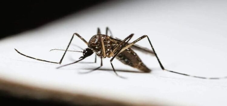 Alertan por 128 casos de dengue en la Huasteca y Sierra de Hidalgo