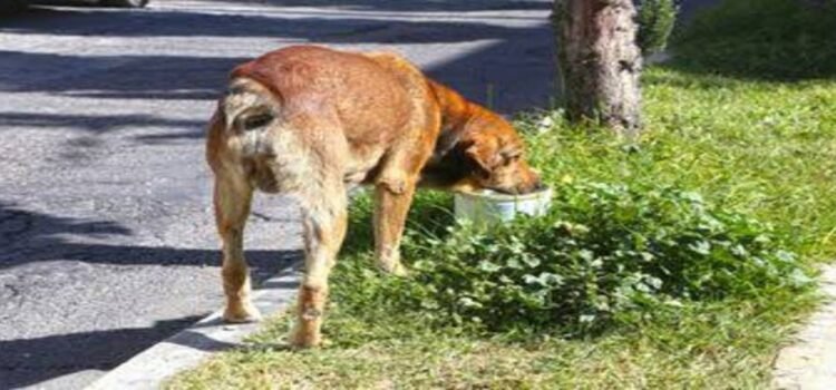 Entre ‘risas’ dos sujetos cometen maltrato animal en Hidalgo